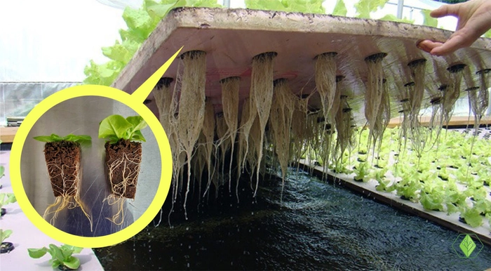 Plant-in-roots-Hydroponics