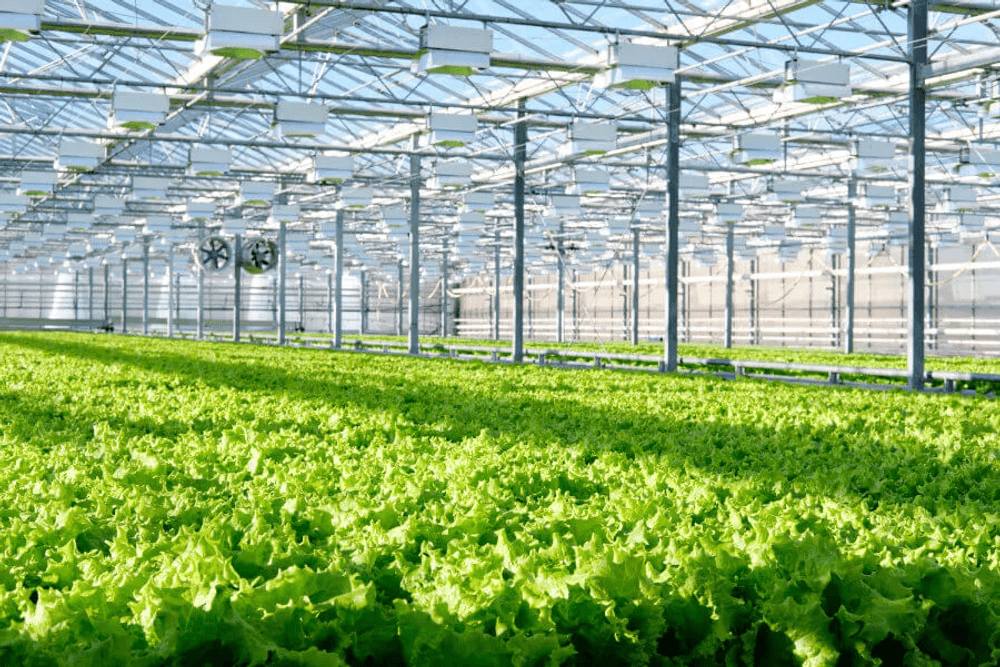 commercial-smart-greenhouse